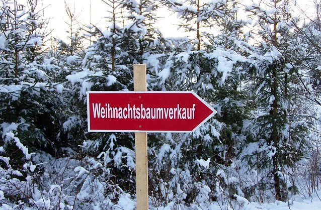 Bild: Weihnachtsb&auml;ume zum Selberschlagen
