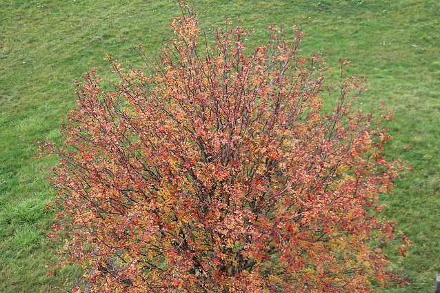 Bild: Herbstf&auml;rbung