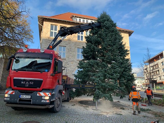 Bild: Der sch&ouml;nste f&uuml;r den Rathausplatz: der diesj&auml;hrige Weihnachtsbaum wurde heute aufgestellt