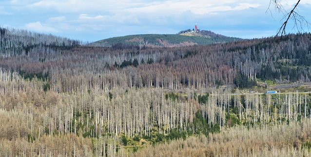 Bild: Waldsterben im Harz