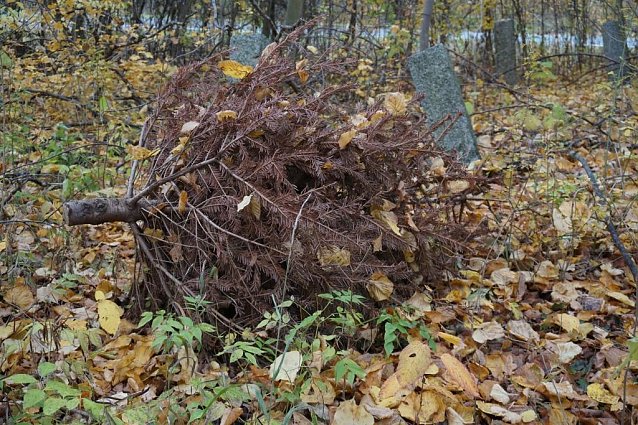 Bild: So nicht! Achtlos in den Wald geworfen ist ein derart entsorgter Baum oft Ausgangspunkt f&uuml;r weitere illegale M&uuml;llablagerungen