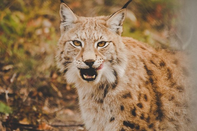 Bild: Wieder heimisch: der Luchs