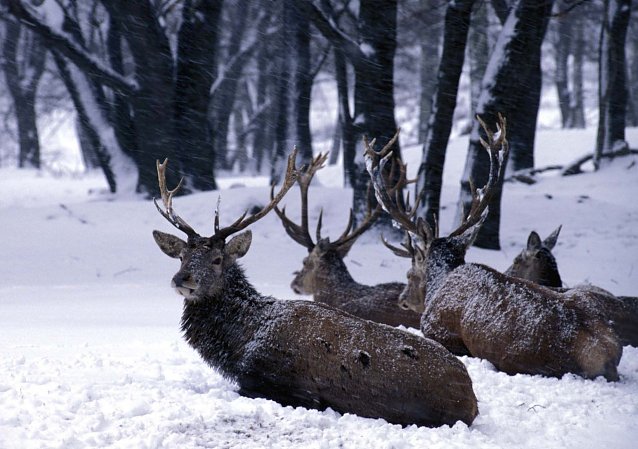 Bild: Die Tiere haben es im Winter besonders schwer � R&uuml;cksicht ist geboten