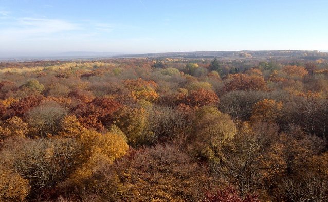 Bild: Blick vom Baumkronenpfad im Nationalpark Hainich