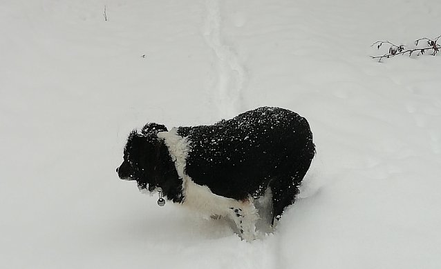 Bild: Tierischer Winterspa&szlig;
