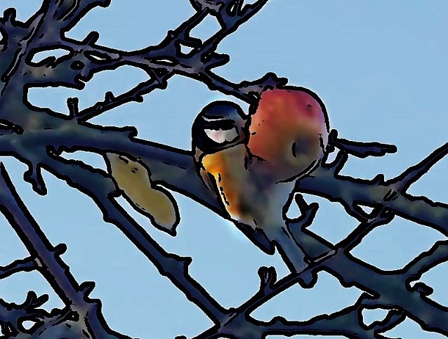 Bild: Blaumeise am Apfelbaum