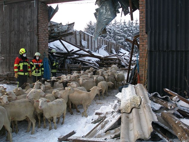 Bild: Feuerwehr rettete Schafe 