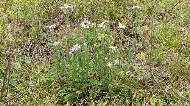 Bild: Die deutschlandweit gef&auml;hrdete und weiter zur&uuml;ckgehende Berg-Aster (Aster amellus) mit ihren typischen kurz-grauhaarigen St&auml;ngeln und Bl&auml;ttern besiedelt w&auml;rmeliebende, gern s&uuml;d- und s&uuml;dwestexponierte Trocken- und Halbtrockenrasen sowie S&auml;ume und Geb&uuml;schr&auml;nder in Gebieten mit kontinental get&ouml;ntem Klima und kalkhaltigen B&ouml;den.