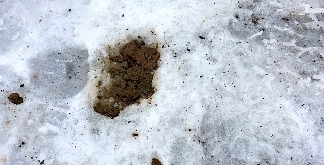 Bild: Kein seltener Anblick in Nordhausen