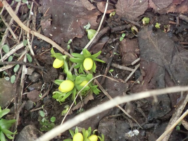 Bild: Frische Winterlinge in Herrn Tuschys Garten