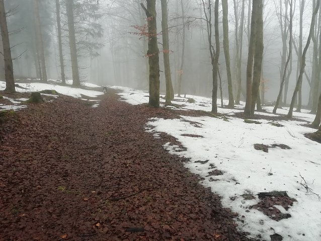 Bild: Nebliger Wald im Harz