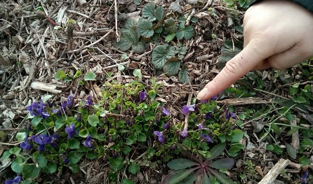 Bild: Der Fingerzeig des Finders
