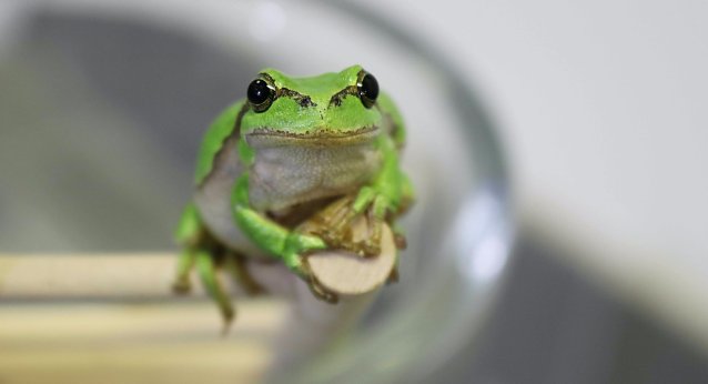Bild: Der Volksglaube besagt: Wenn der Laubfrosch oben auf der Leiter sitzt, wird das Wetter sonnig, sitzt er unten, wird es regnerisch.