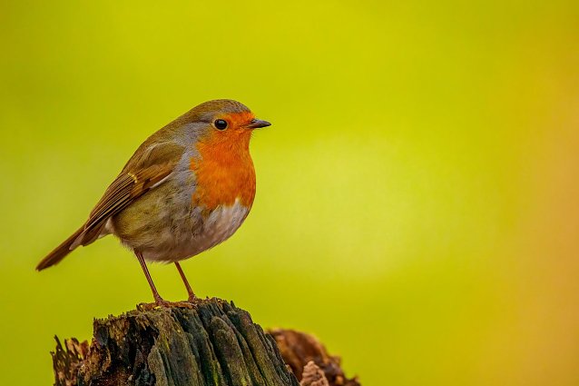 Bild: Der Vogel das Jahes 2021: das Rotkehlchen