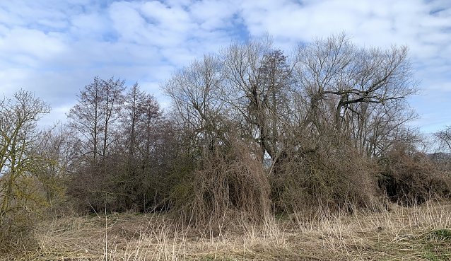 Bild: am Stausee Kelbra