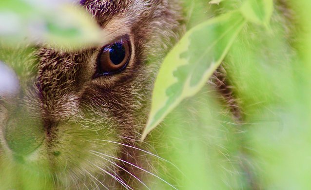 Bild: Hase im Versteck