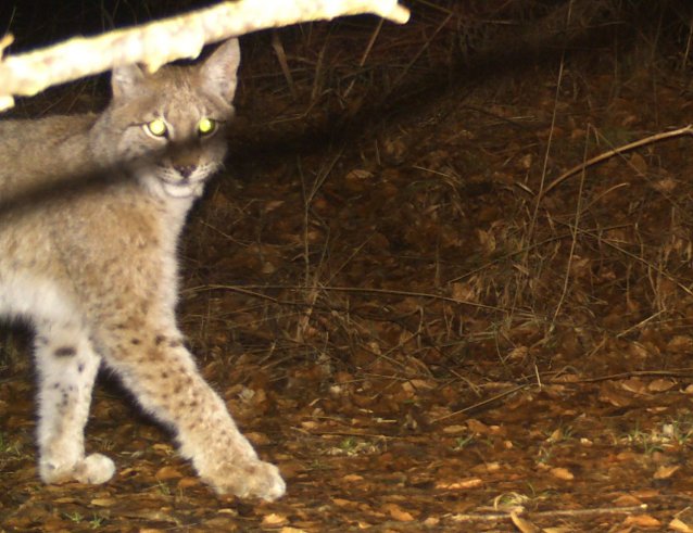 Bild: Der Luchs f&uuml;hlt sich in Th&uuml;ringen langsam wieder wohl