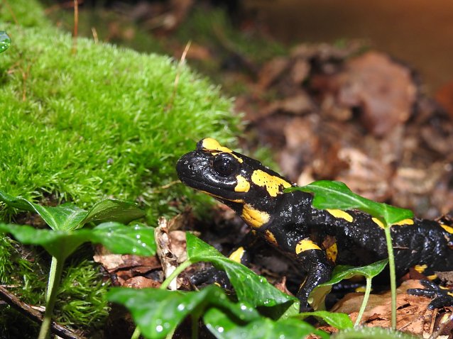 Bild: Der bekannte Feuersalamander ist durch den Chytridpilz in Deutschland vom Aussterben bedroht. Der Hautpilz wurde durch menschliche Verschleppung beinahe weltweit verbreitet. 