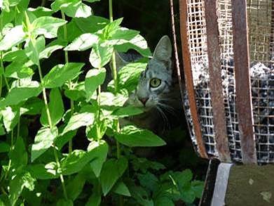 Bild: Stra&szlig;enkatzen sind scheu und leben im Verborgenen