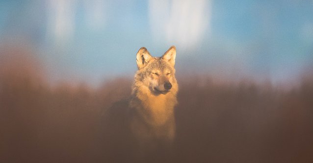 Bild: Junger Wolf in Gorischheide geniesst w&auml;rmende Herbstsonne