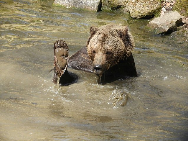 Bild: Fr&uuml;hlingserwachen im B&auml;renpark Worbis