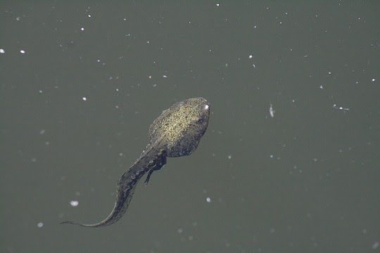 Bild: Der Teichfrosch (Rana esculenta): seine Larve ist an der olivfarbenen Haut und dem langen Schwanz zu erkennen. 