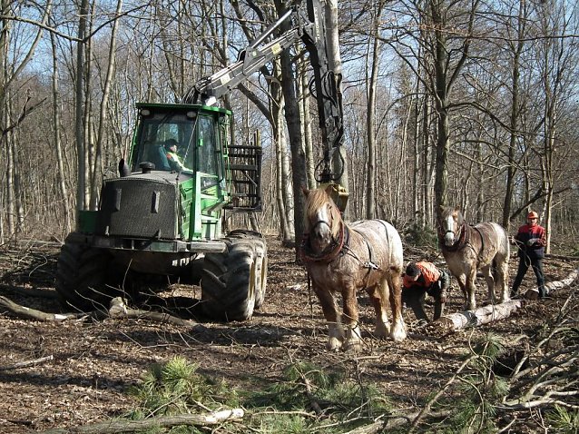 Bild: Dem Tierwohl zuliebe: Nicht R&uuml;ckepferd statt Maschine, sondern R&uuml;ckepferd und Maschine
