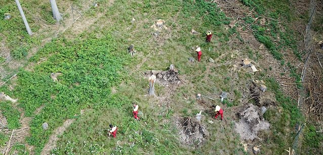 Bild: Forstwirte der Landesforstanstalt bepflanzen eine, zum Schutz vor Wildverbiss umz&auml;unte, Schadfl&auml;che im Th&uuml;ringer Forstamt Leinefelde mit Laubholz  