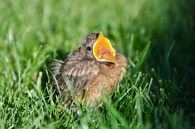 Bild: Junge bettelnde Amsel