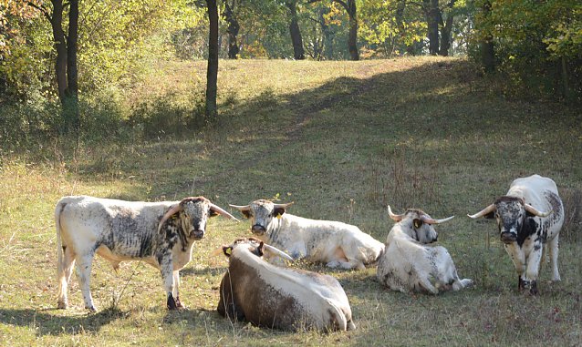Bild: Rinder auf der Sommerweide