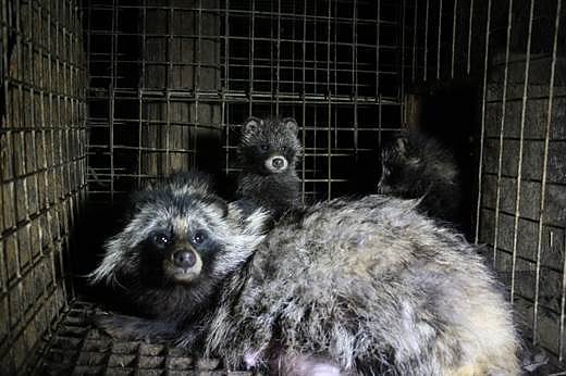 Bild: Marderhunde in einem kleinen K&auml;fig auf einer Pelzfarm in Polen