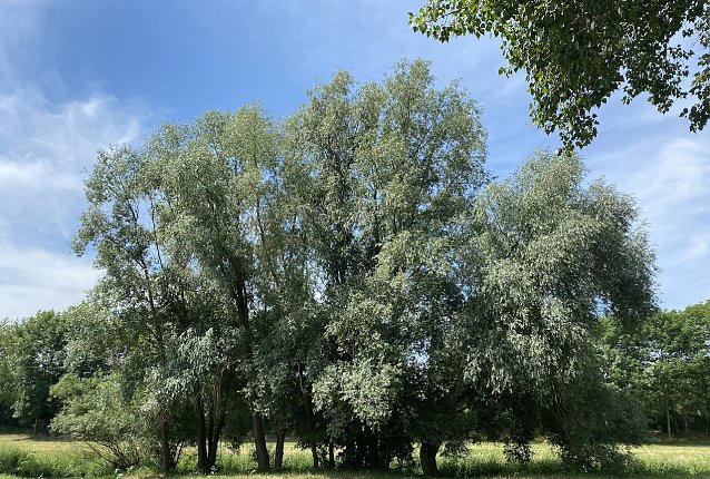 Bild: Am Zorgeufer in Nordhausen