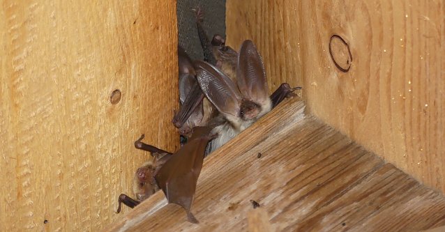 Bild: Langohrflederm&auml;use