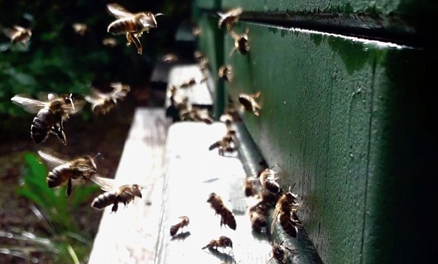 Bild: Bienen bei der Arbeit