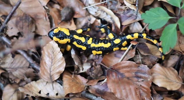 Bild: Ein Feuersalamander