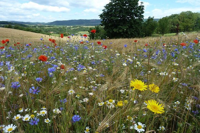 Bild: Sommerblumen am Feldrain