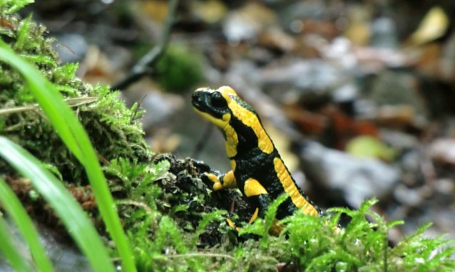 Bild: Ein F&uuml;rsalamander bei Niedersachserfen