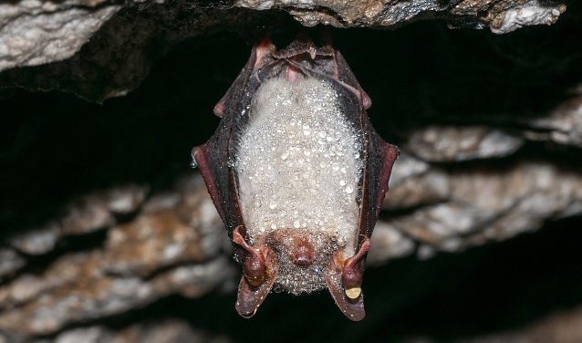 Bild: Wartet schon auf ihre Besucher: eine S&uuml;dharzer Fledermaus
