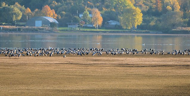 Bild: Kraniche am Stausee in Klebra