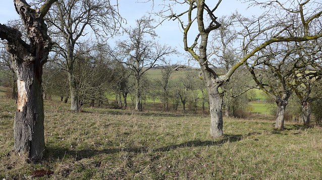 Bild: Obstwiese in Buchholz