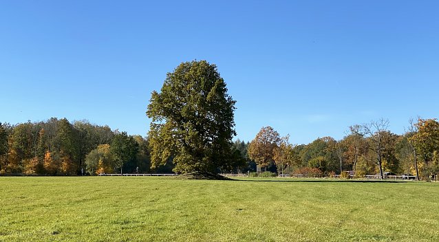 Bild: Wiese am Hardt-Haus bei Bad Langensalza
