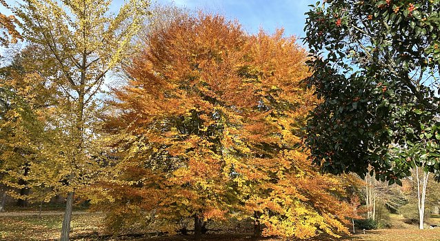Bild: Herbstf&auml;rbung im Friedrikenschl&ouml;sschen Bad Langensalza
