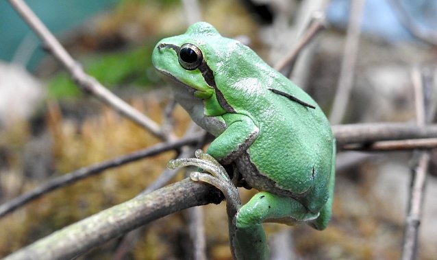 Bild: Bei anhaltendem Niederschlag zieht es den Laubfrosch in die unteren Vegetationsschichten. Dort befinden sich dann auch die Fluginsekten, so dass der Laubfrosch auch bei N&auml;sse erfolgreich jagen kann. 