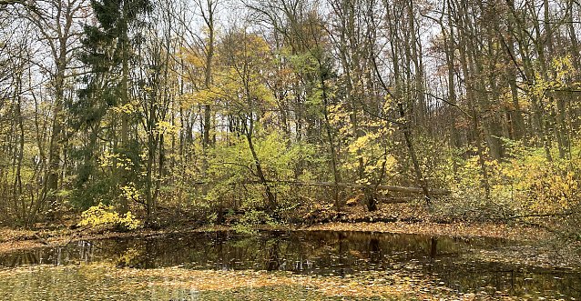 Bild: Im Nationalpark Unstrut-Hainich