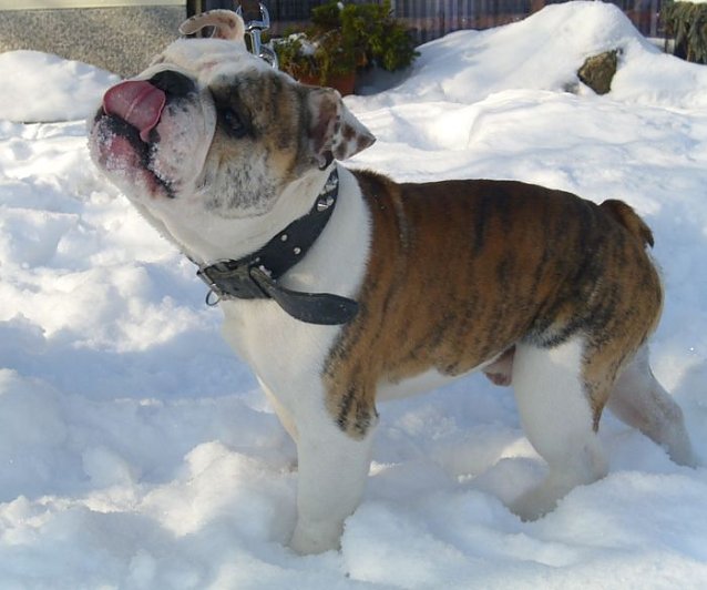 Bild: Buddy