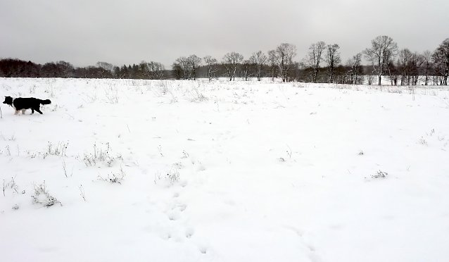 Bild: Im Oberharz sind heute -1 Grad, leichter Wind und etwa 10 cm Schnee. Zum Rodeln ausreichend. 
