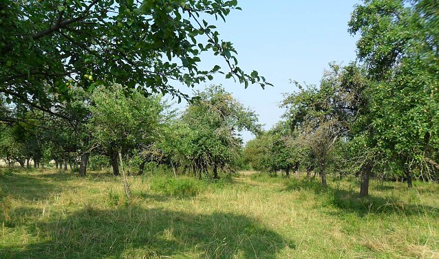 Bild: Bildsch&ouml;ne Streuobstwiese Oberspier.