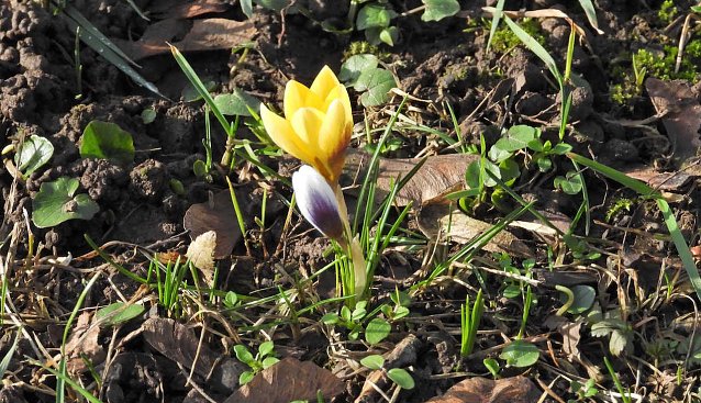 Bild: Fr&uuml;hlingsboten im Stadtpark