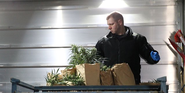 Bild: Bei einem Gro&szlig;einsatz in Sondershausen konnte die Polizei eine Cannabis-Plantage ausheben
