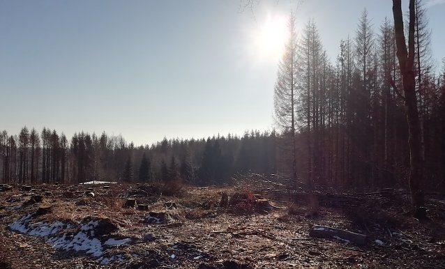 Bild: Frostige minus 7 Grad herrschten heute auf den H&ouml;hen des Harzes. Jetzt strahlt hier die Sonne